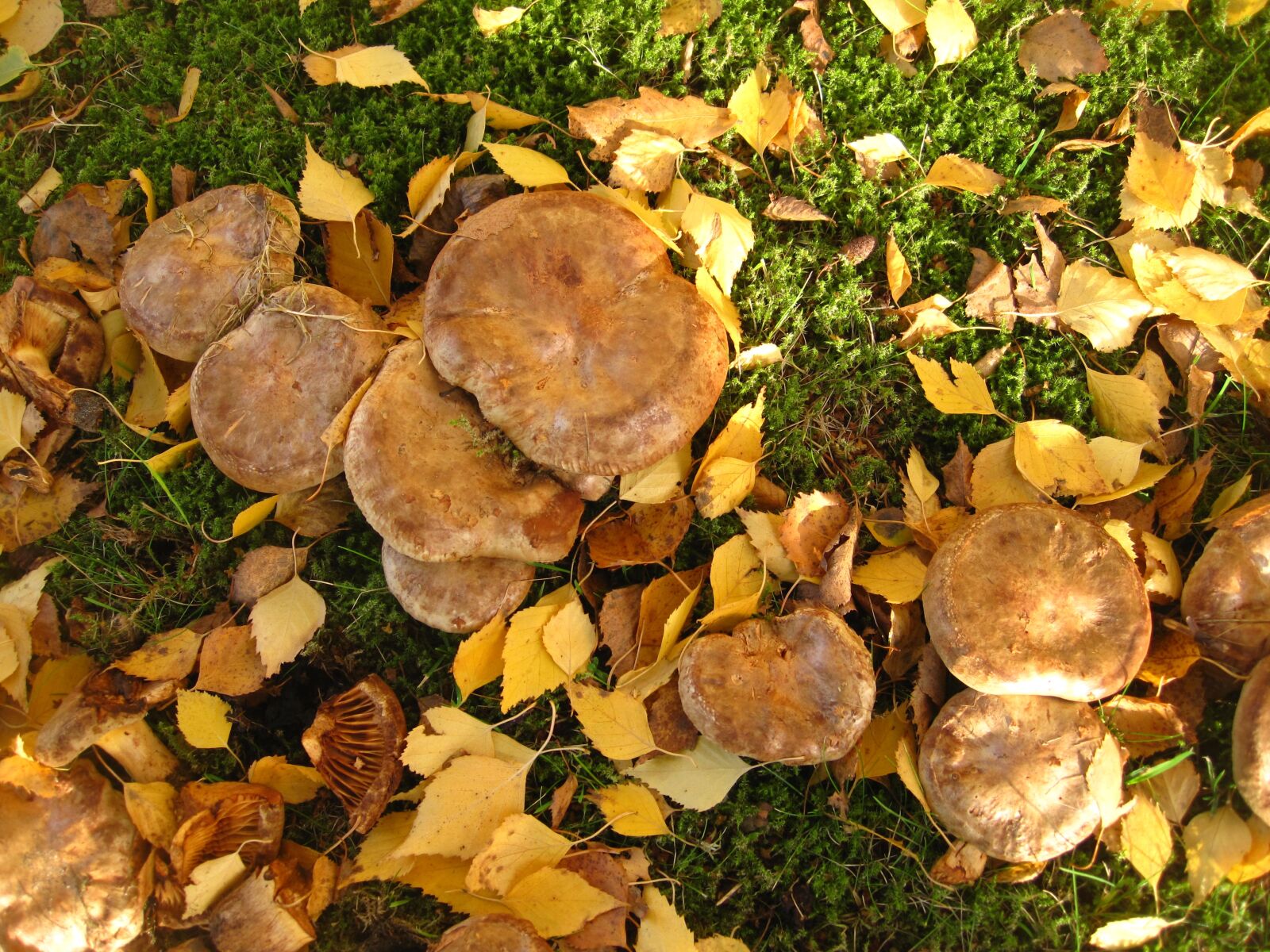 Canon PowerShot SD1200 IS (Digital IXUS 95 IS / IXY Digital 110 IS) sample photo. Bare kremplinge, many mushrooms photography