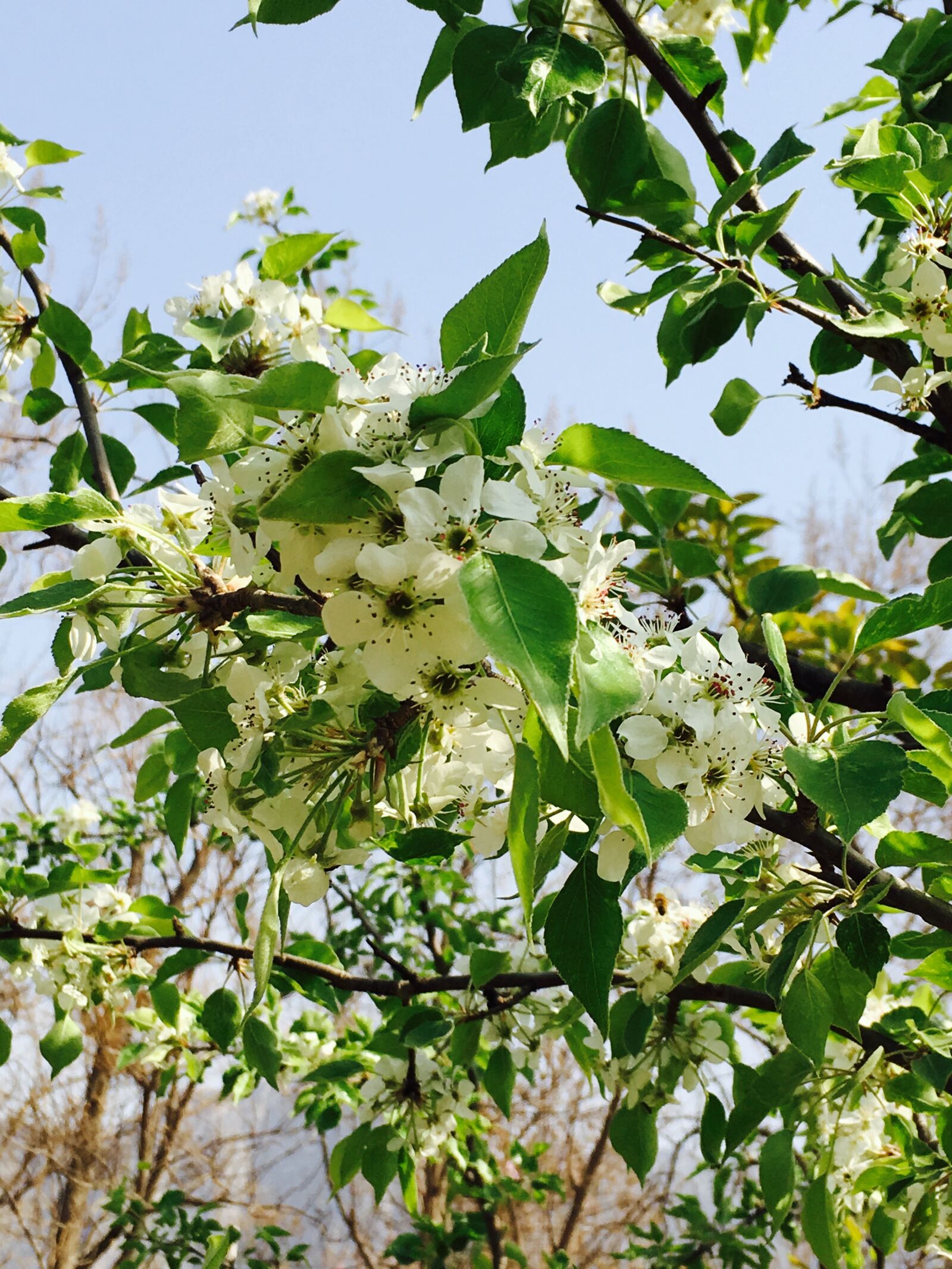 Apple iPhone 6s sample photo. Cherry blossom, plant, park photography