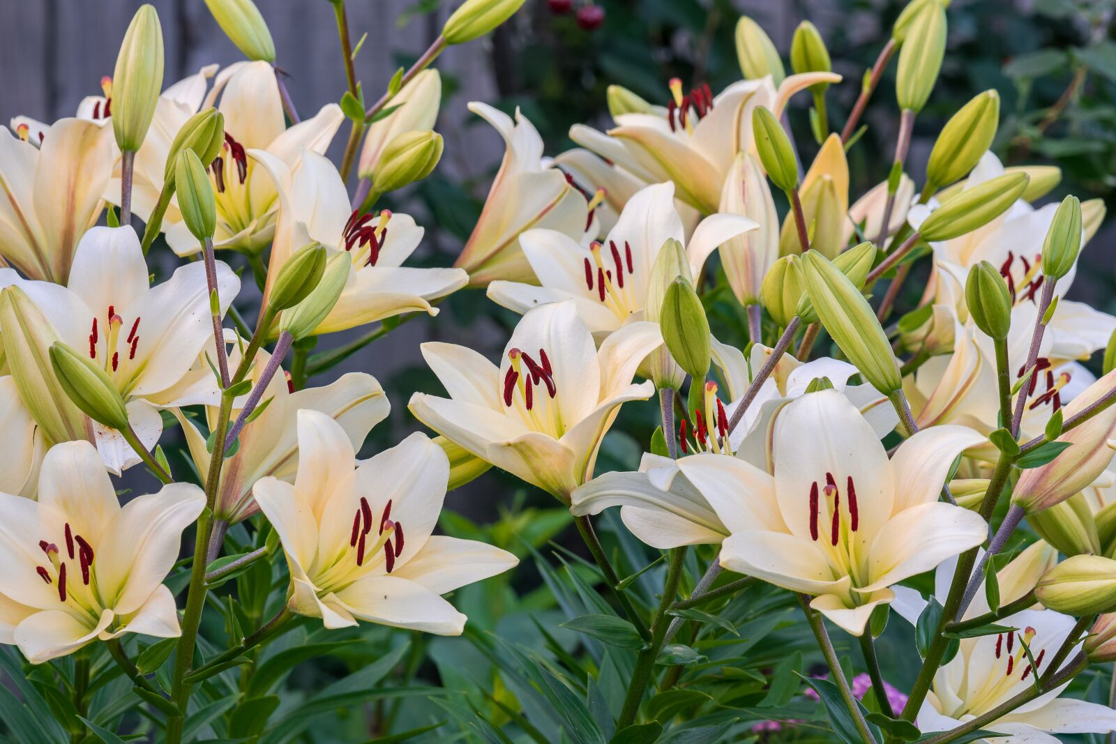Nikon D7200 sample photo. Flowers, plant, nature photography