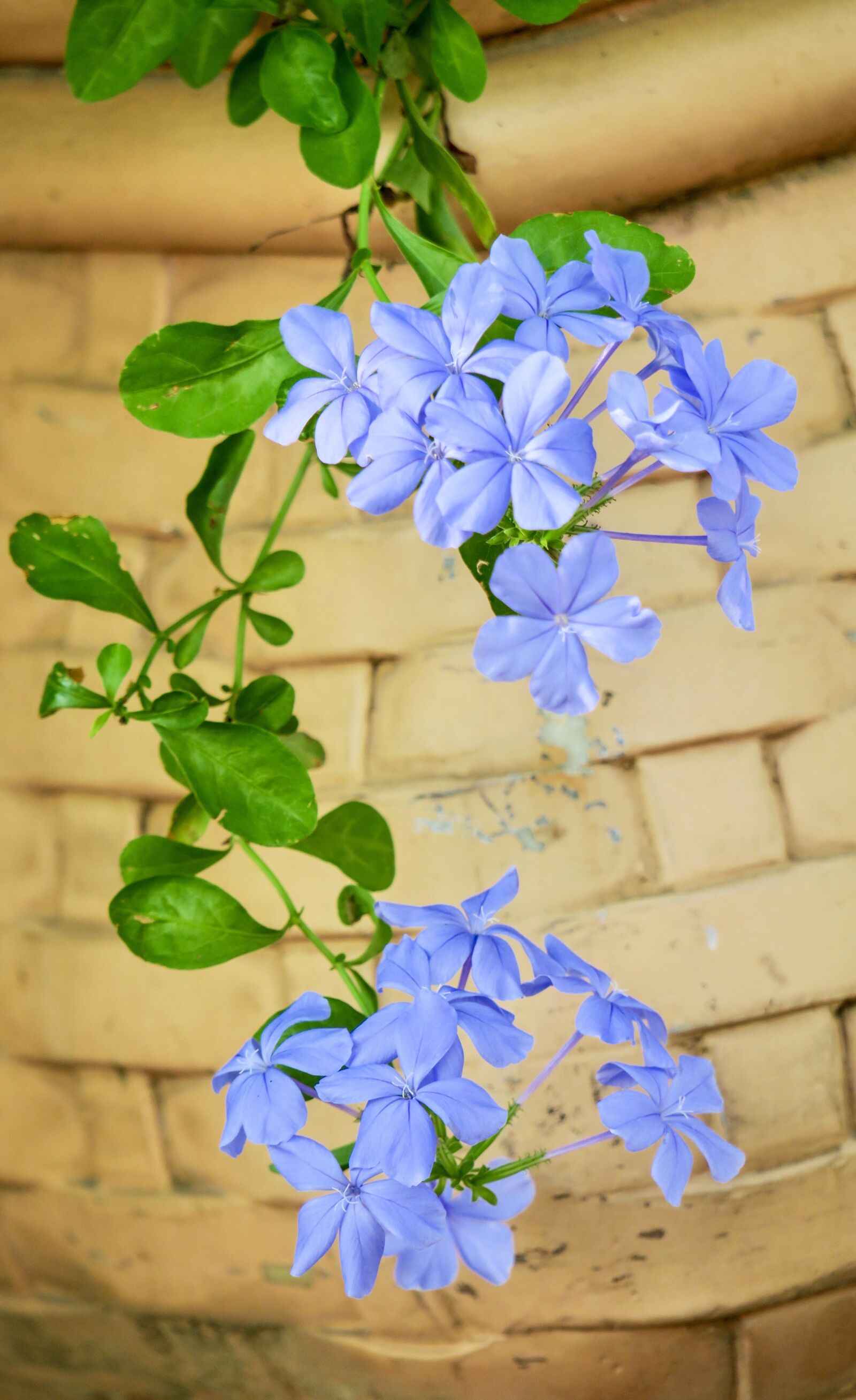 Canon PowerShot G3 X sample photo. Blue flower dan, flower photography