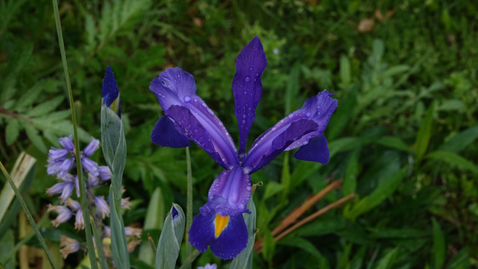 Sony Cyber-shot DSC-RX10 III sample photo. Nature, flower, plant photography