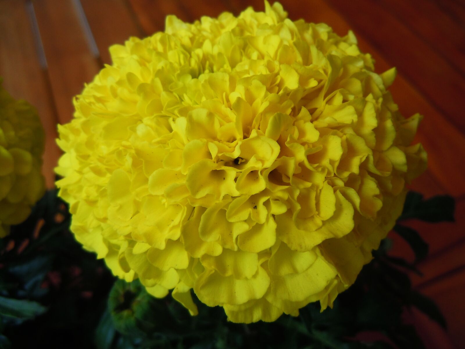 Nikon Coolpix S8000 sample photo. Marigold, flower, decorative photography