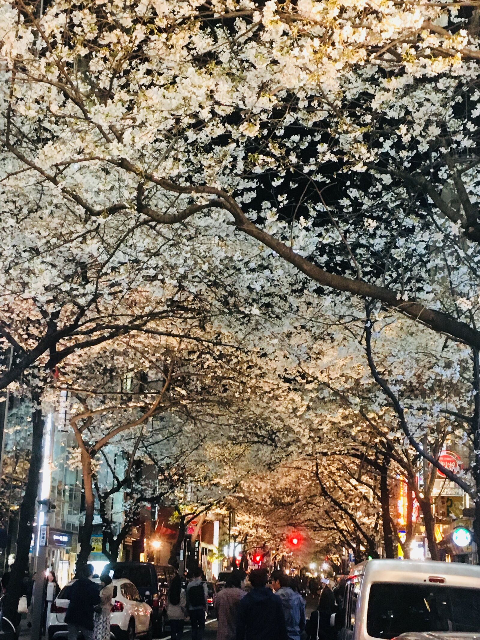 iPhone SE back camera 4.15mm f/2.2 sample photo. Cherryblossom, springnight, cherryblossoms at photography