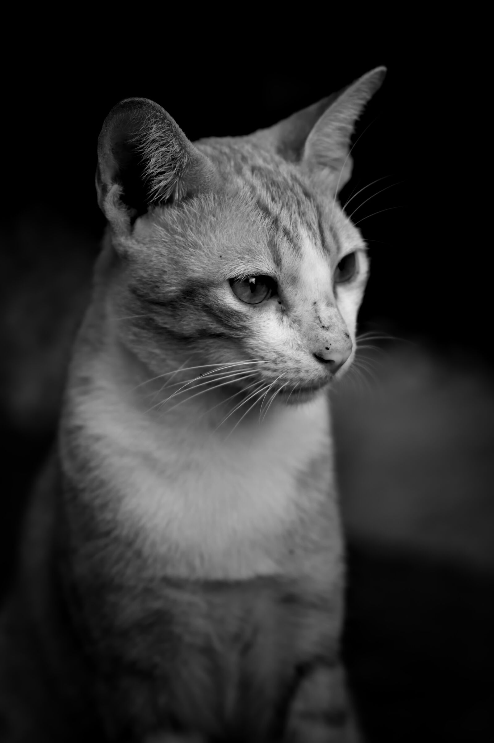 Nikon D500 sample photo. Cat, felis, wildcat photography