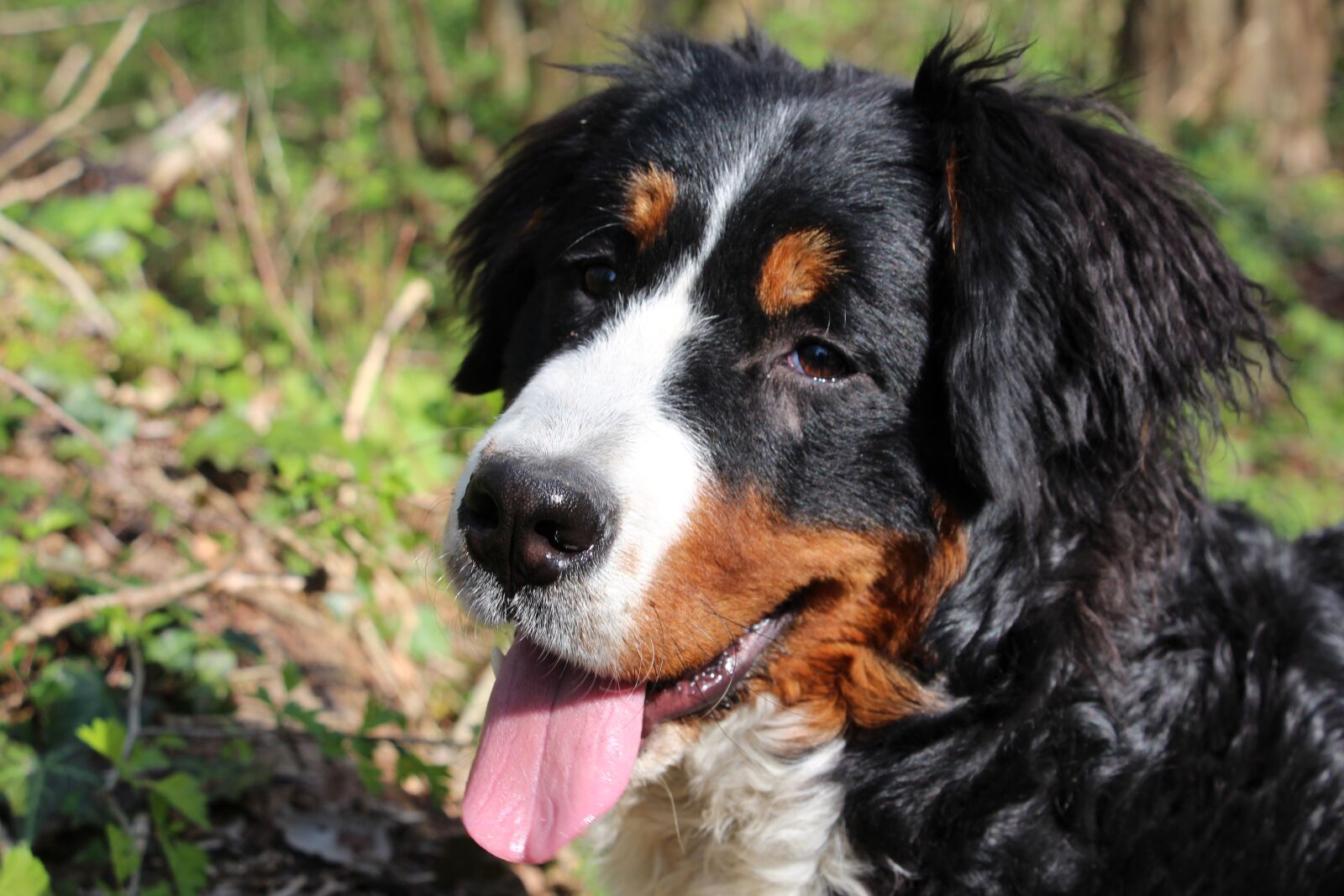 Canon EOS 700D (EOS Rebel T5i / EOS Kiss X7i) sample photo. Dog, bernese mountain dog photography