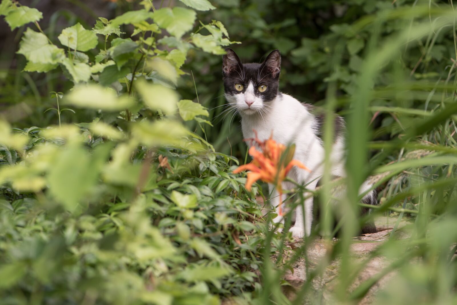 Nikon D750 sample photo. Cat, kitten, black photography
