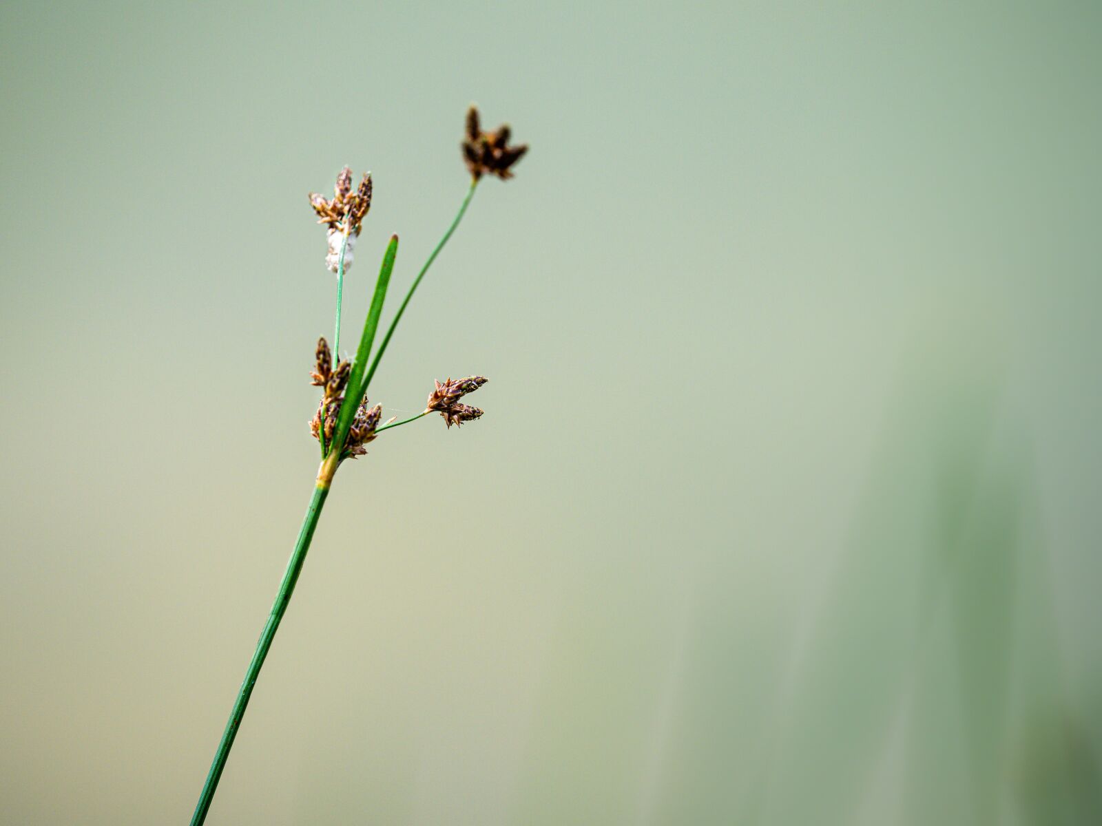 Olympus OM-D E-M1 Mark II + Olympus M.Zuiko Digital ED 40-150mm F2.8 Pro sample photo. Grass, plant, nature photography