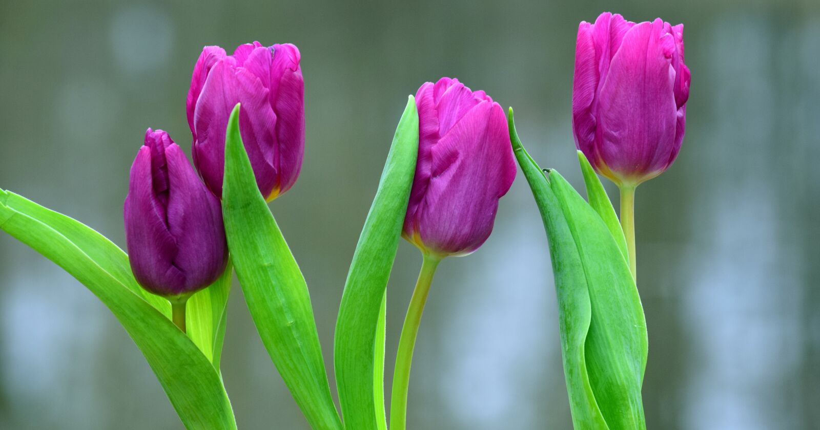 Nikon D3300 sample photo. Flowers, viola, purple photography