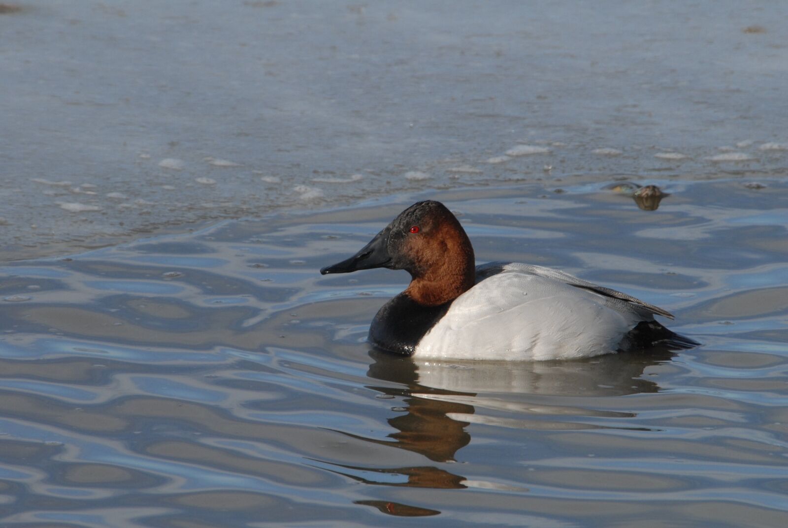 Nikon D200 sample photo. Canvasback, duck, drake photography