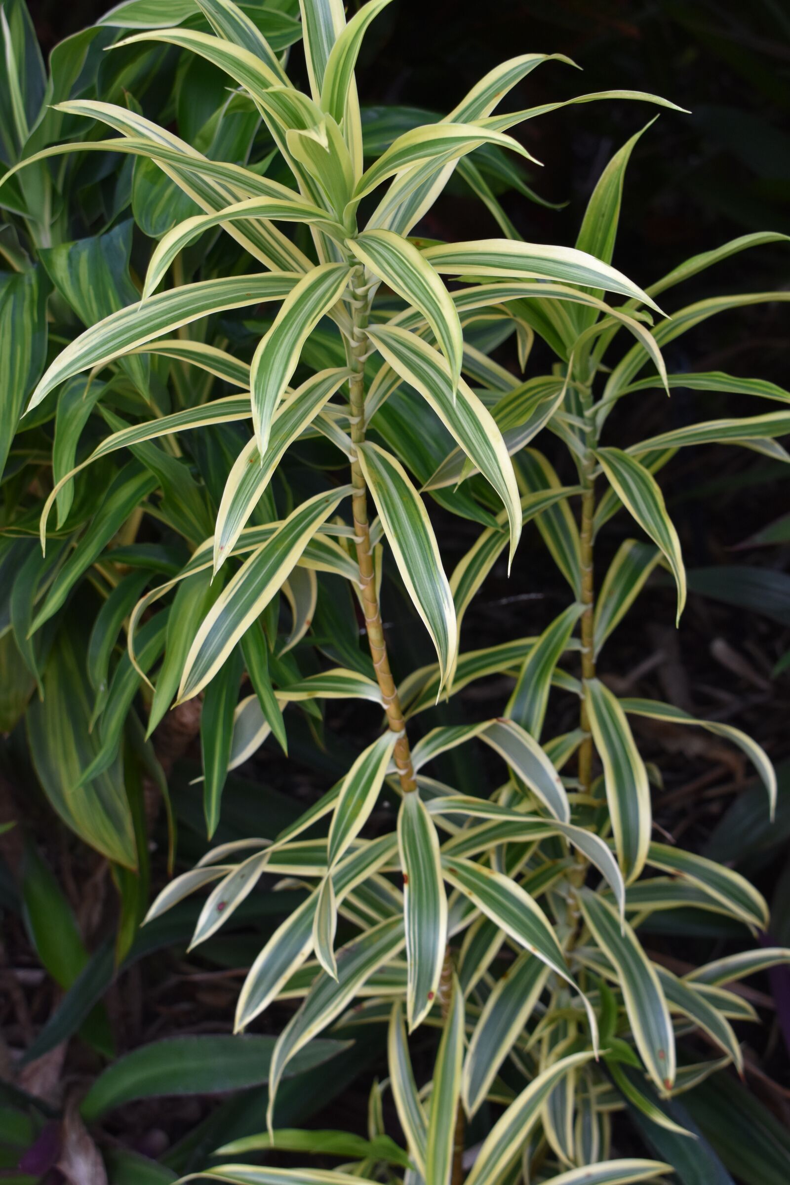 Nikon D7200 sample photo. Tropical, plant, flora photography