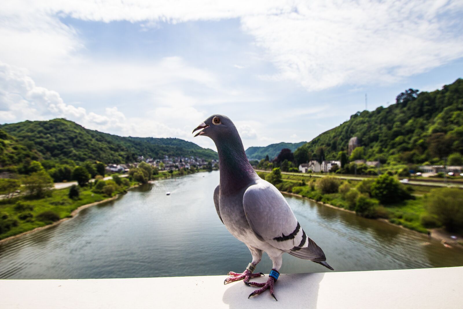 Canon EOS 600D (Rebel EOS T3i / EOS Kiss X5) sample photo. Dove, mosel, wine photography