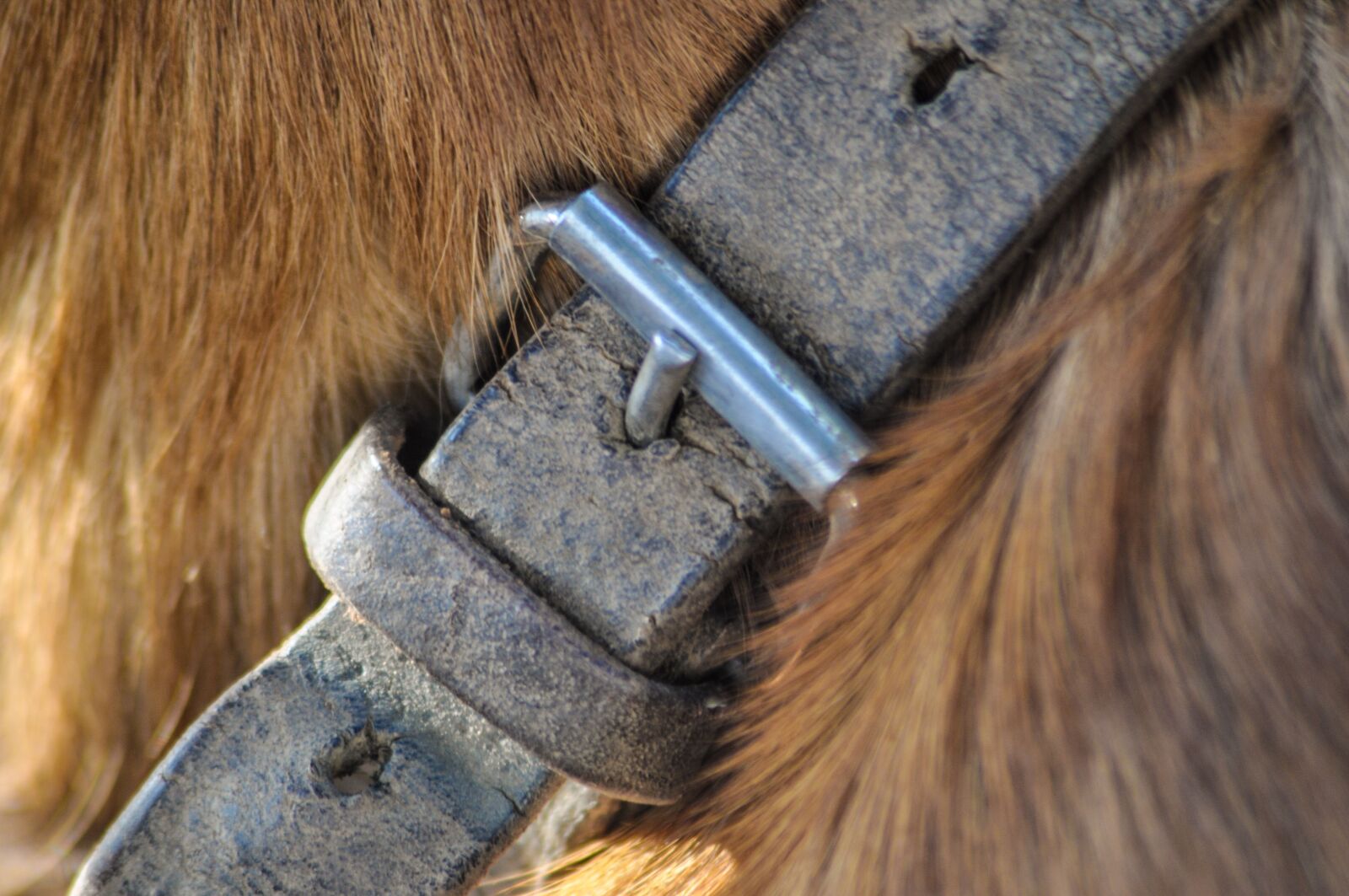 Nikon D90 sample photo. Fur, buckle, collar photography