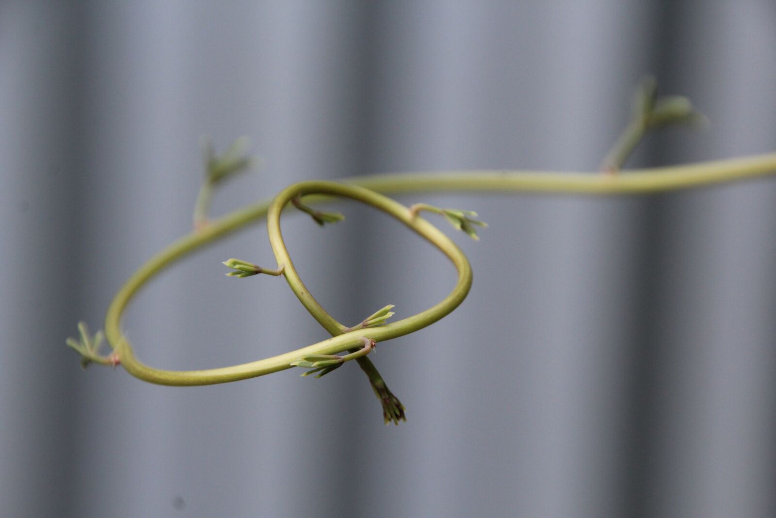Canon EOS 1200D (EOS Rebel T5 / EOS Kiss X70 / EOS Hi) sample photo. Creeper, green, incomplete photography