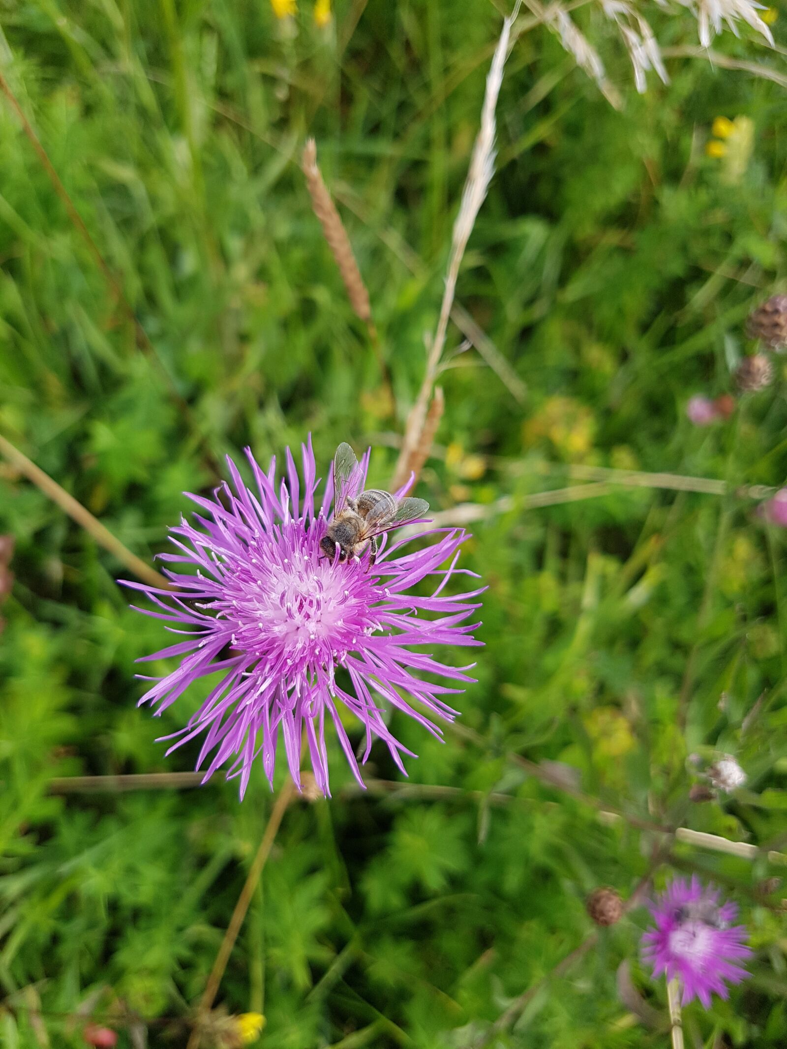 Samsung Galaxy S7 Edge sample photo. Bee, blossom, bloom photography
