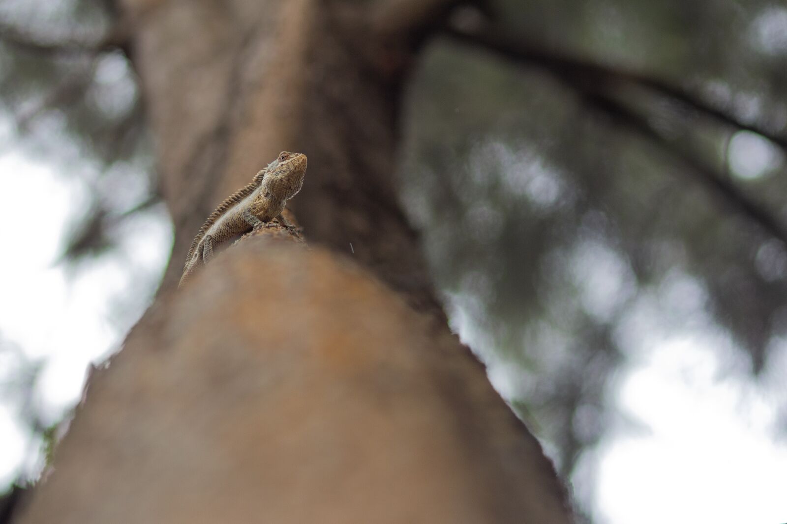 Canon EOS 600D (Rebel EOS T3i / EOS Kiss X5) sample photo. Lizard, reptile, animal photography