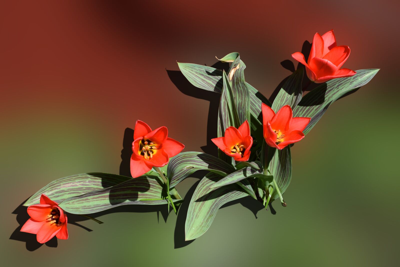 Nikon D5300 sample photo. Tulips, spring flowers, tulip photography