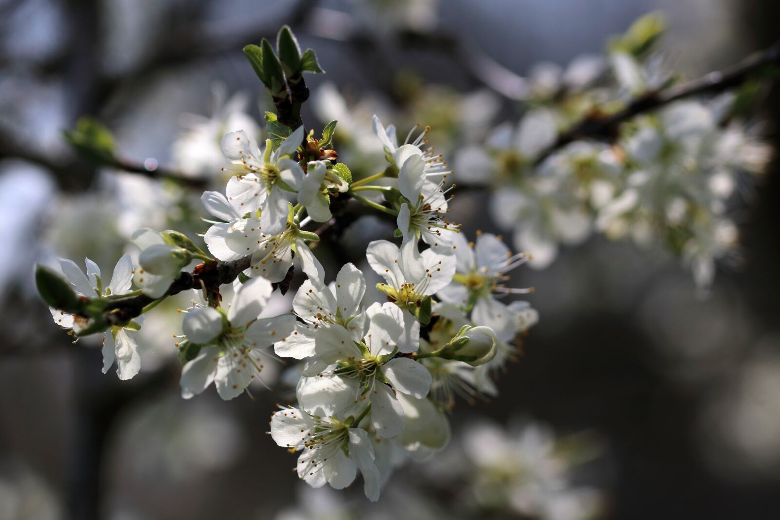 Canon EOS 80D sample photo. Blossom, spring, flowers photography