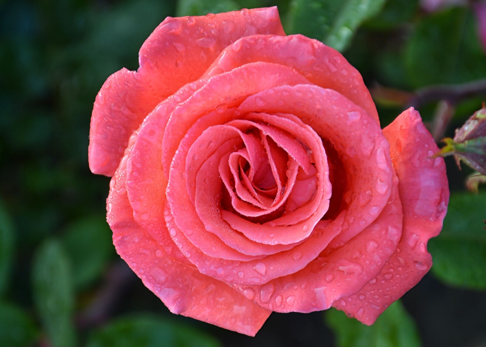 Nikon D7100 sample photo. Rose, flower, pink photography