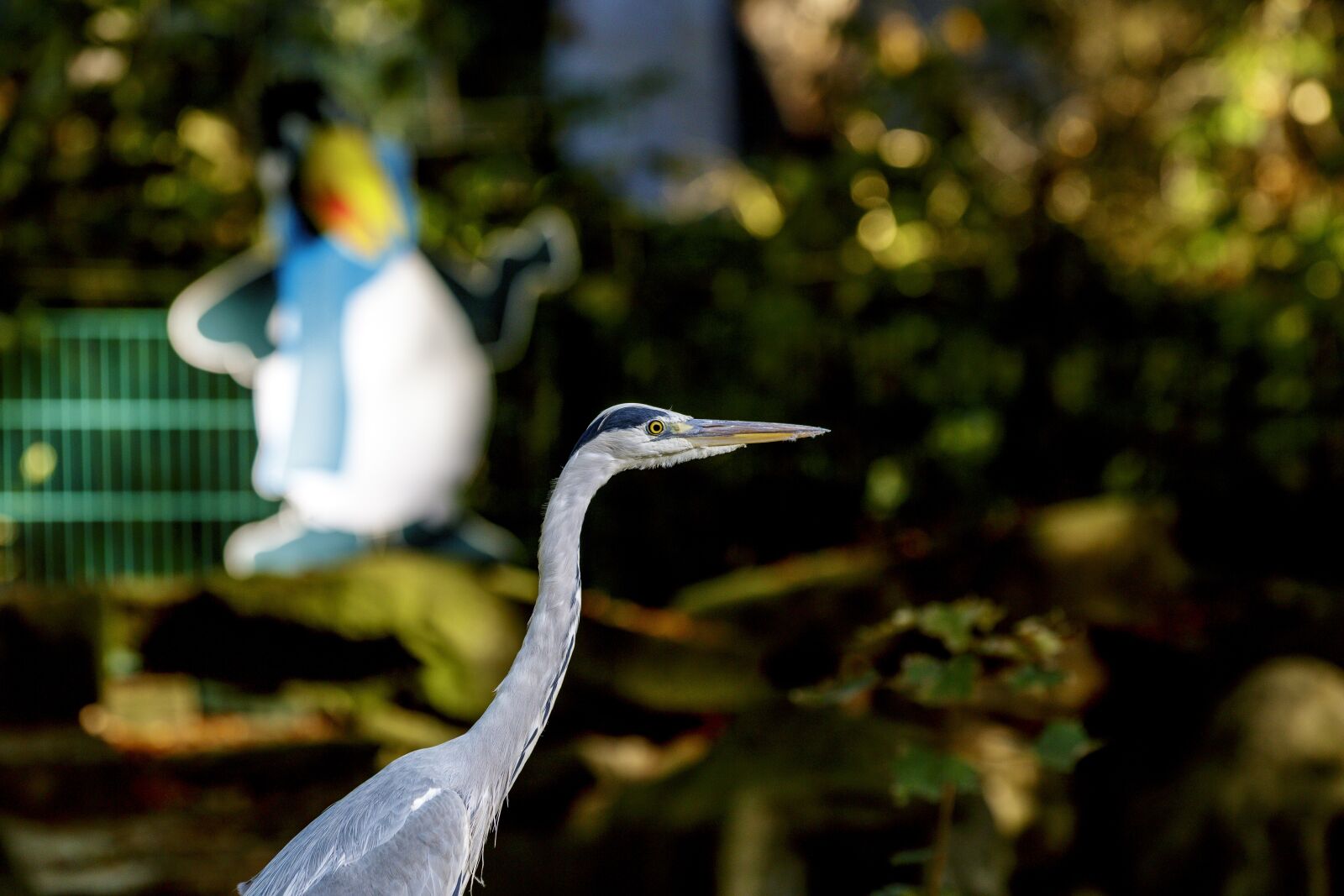 Canon EOS 70D + Canon EF 70-200mm F2.8L IS II USM sample photo. Heron, bird, nature photography