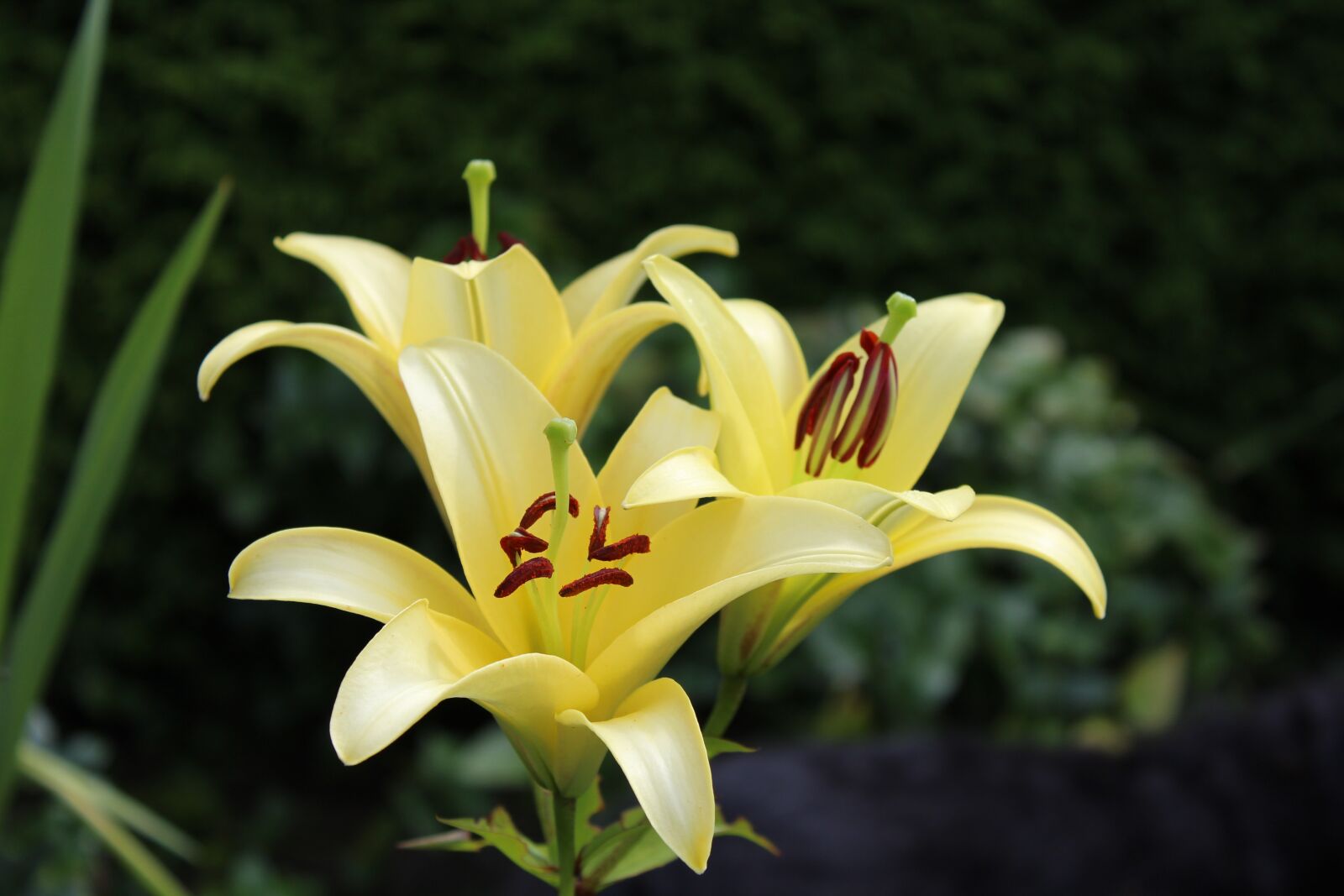 Canon EOS 1200D (EOS Rebel T5 / EOS Kiss X70 / EOS Hi) sample photo. Lily, yellow, flowers photography