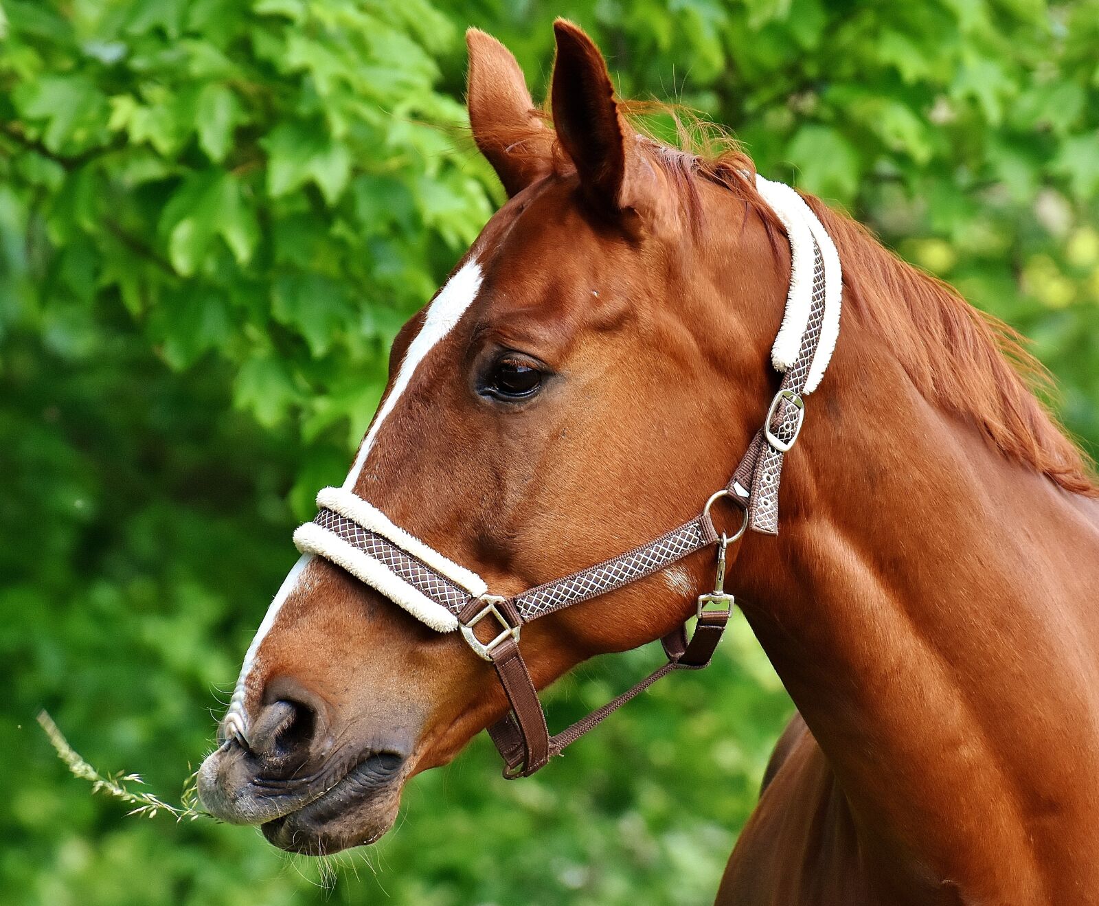 Nikon D7200 sample photo. Horses, stallion, eat photography