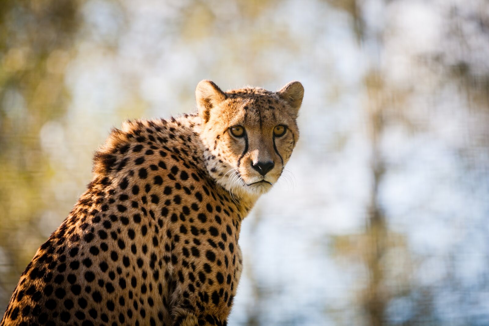 Canon EOS 5D + Canon EF 70-200mm F2.8L IS USM sample photo. Gepard, cheetah, big cat photography