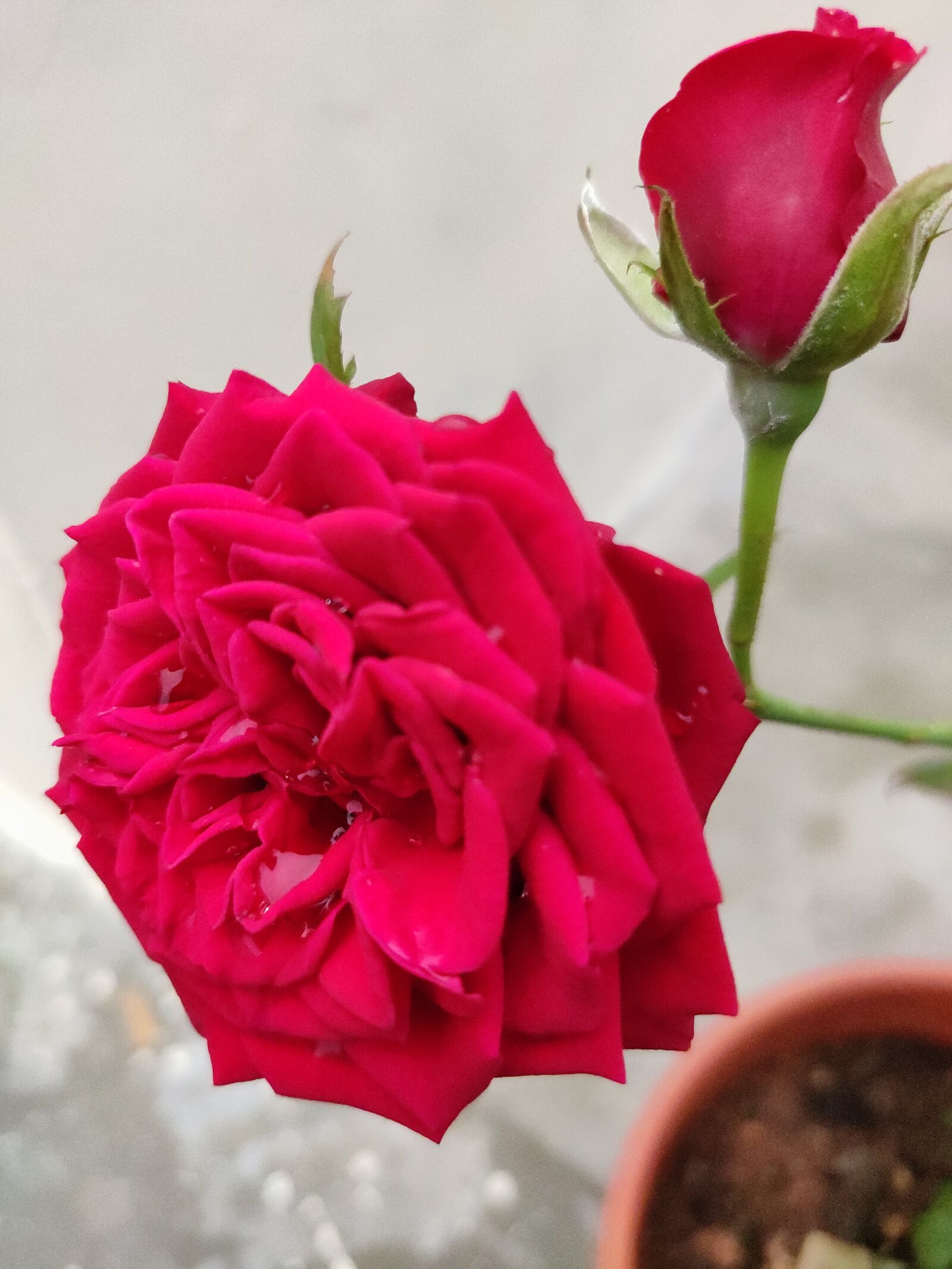 Xiaomi Redmi Note 7 Pro sample photo. Red rose, flower, red photography