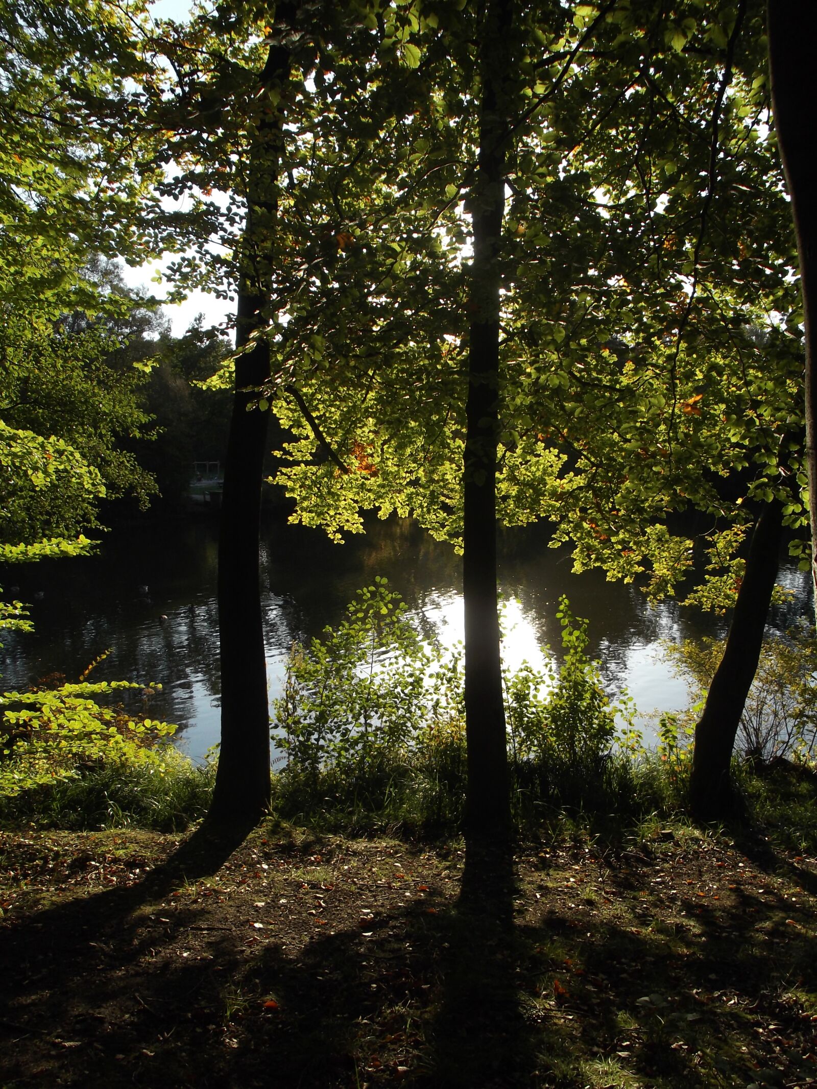 Fujifilm FinePix JX370 sample photo. Lake, nature, forest photography
