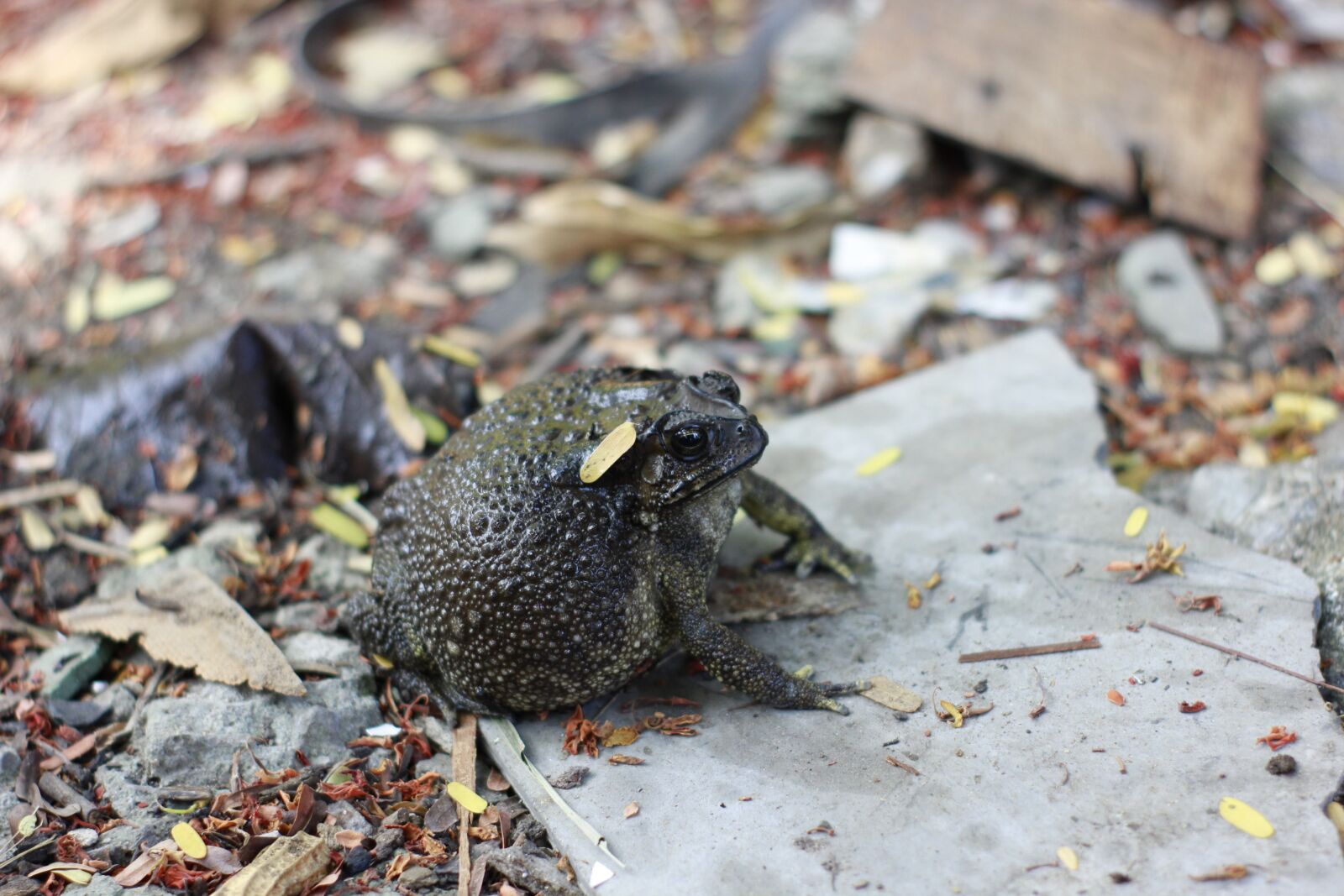 Canon EOS 550D (EOS Rebel T2i / EOS Kiss X4) sample photo. Toad, animals, amphibians photography