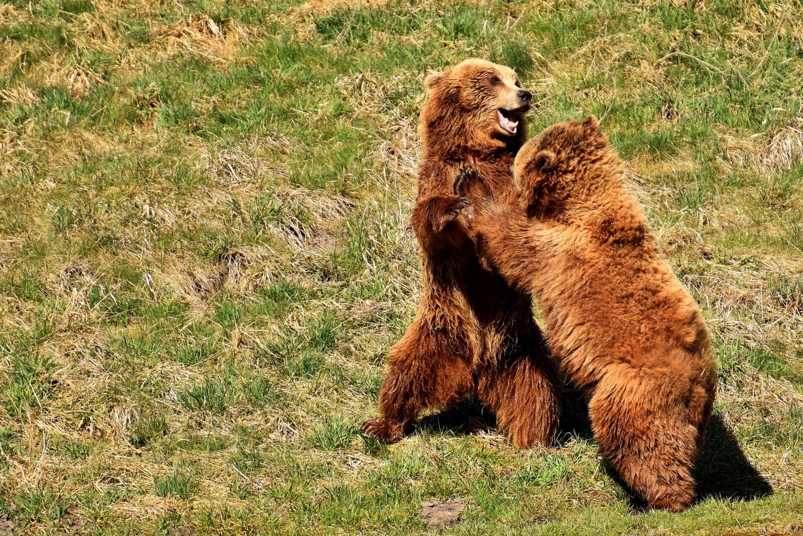 Nikon D7200 sample photo. European brown bear, water photography