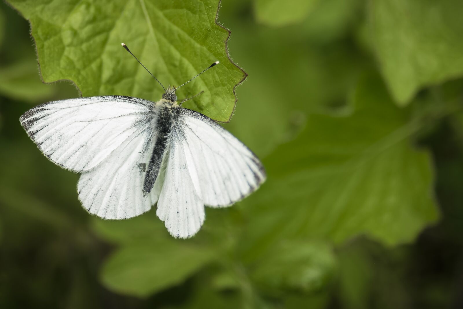 Nikon D610 sample photo. Butterfly, green, insect photography