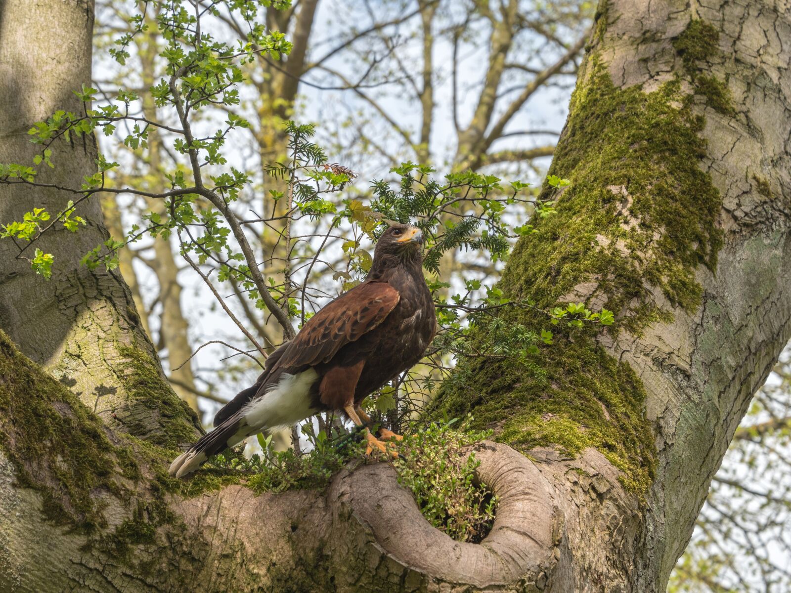 LEICA DG 12-60/F2.8-4.0 sample photo. Harris hawk, hawk, bird photography