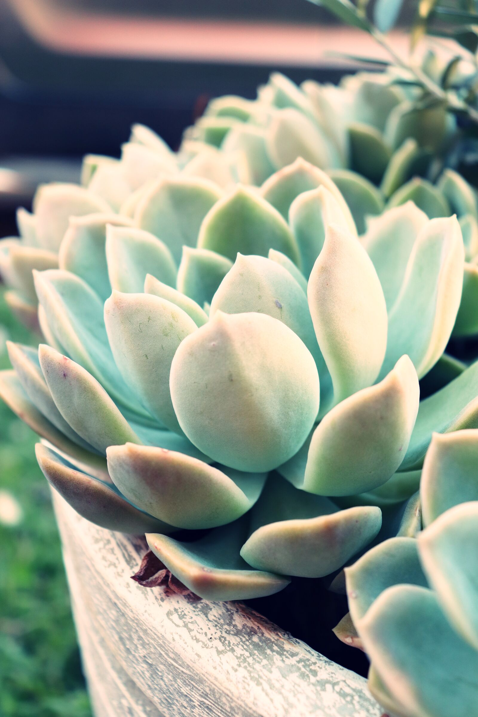 Canon EOS 800D (EOS Rebel T7i / EOS Kiss X9i) sample photo. Succulent plant, fleshy, soil photography