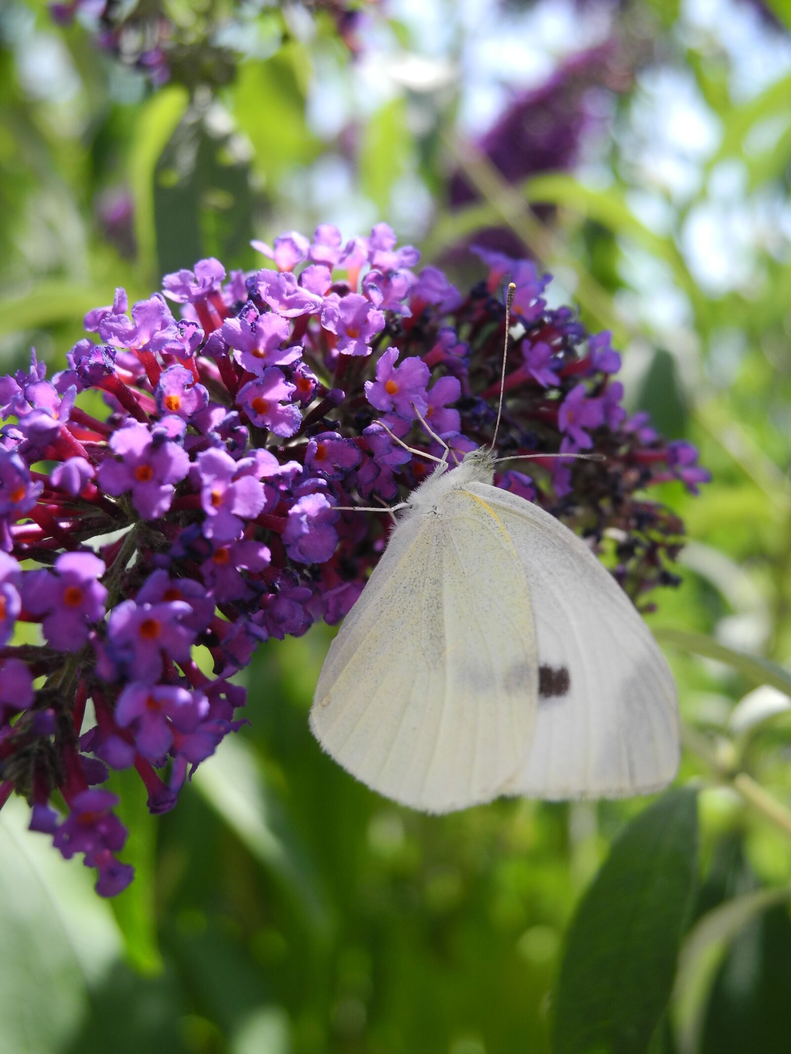 Nikon Coolpix P7000 sample photo. Butterfly, lilac purple, macro photography
