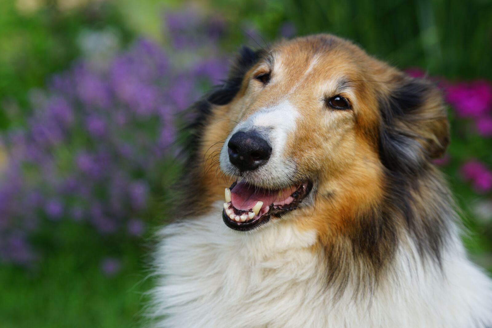 Sony a7 II + Sony FE 70-200mm F4 G OSS sample photo. Sheep-dog, dog, scottish photography