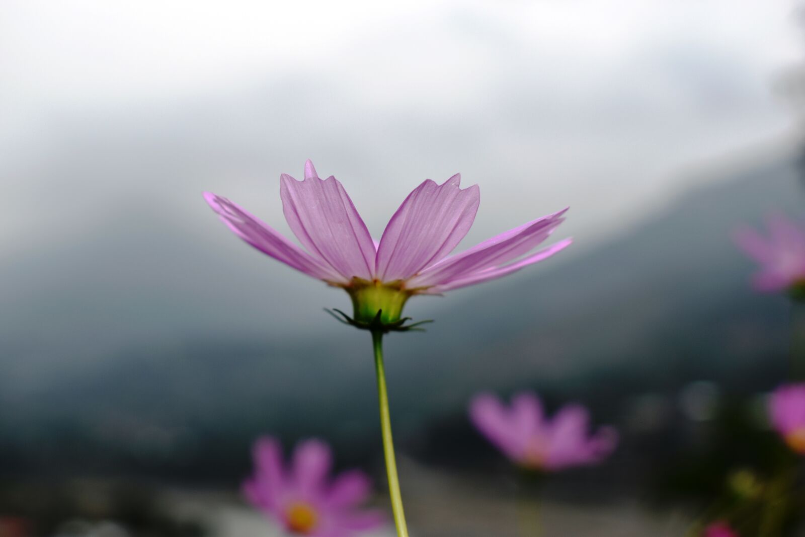 Nikon D3500 sample photo. Flower, mountain view, nature photography