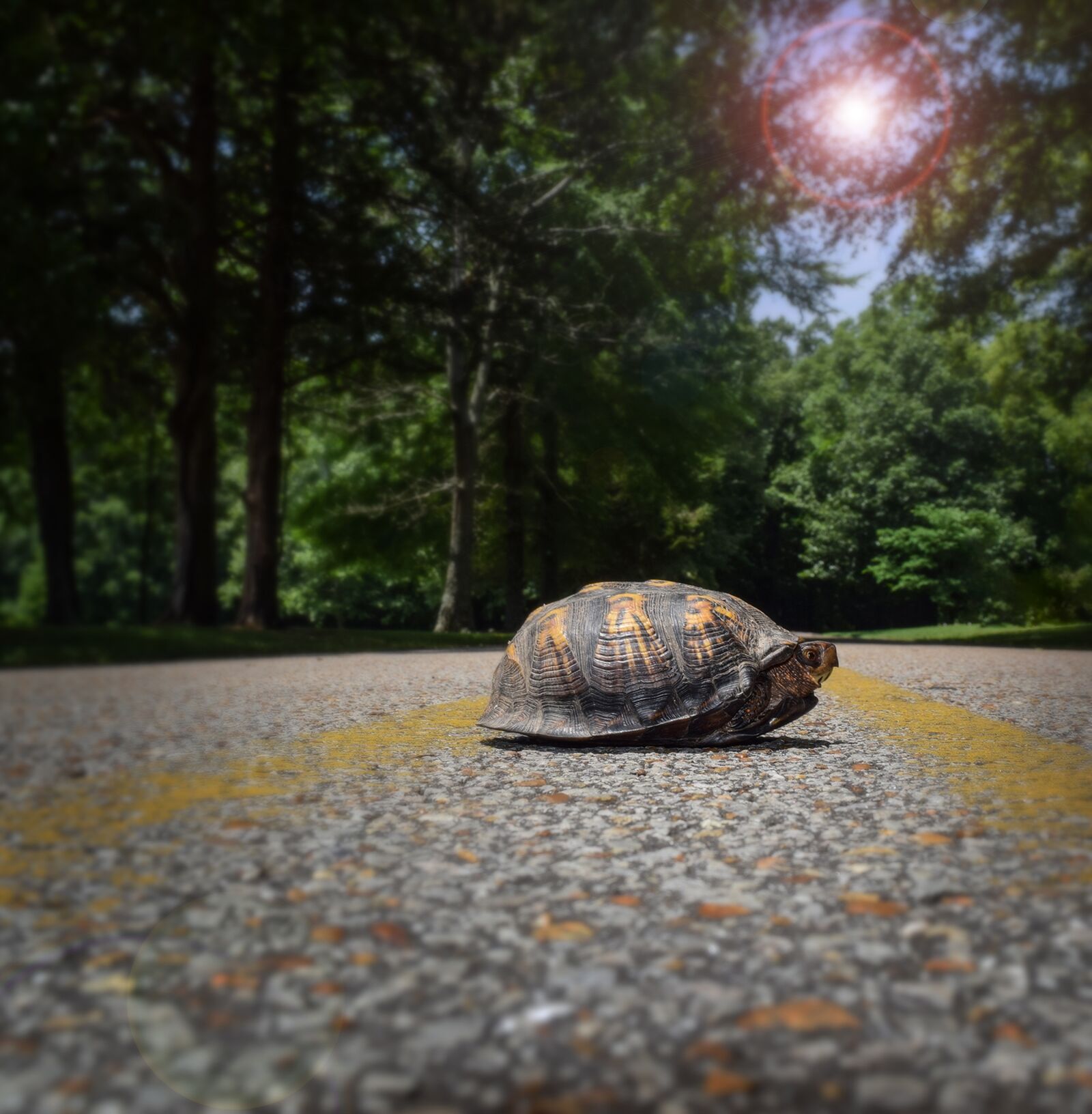 Nikon D5300 sample photo. Turtle, tortoise, animal photography