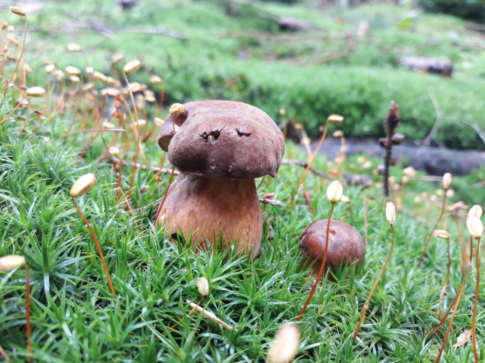 Samsung Galaxy J5 sample photo. Mushrooms, moss, forest photography