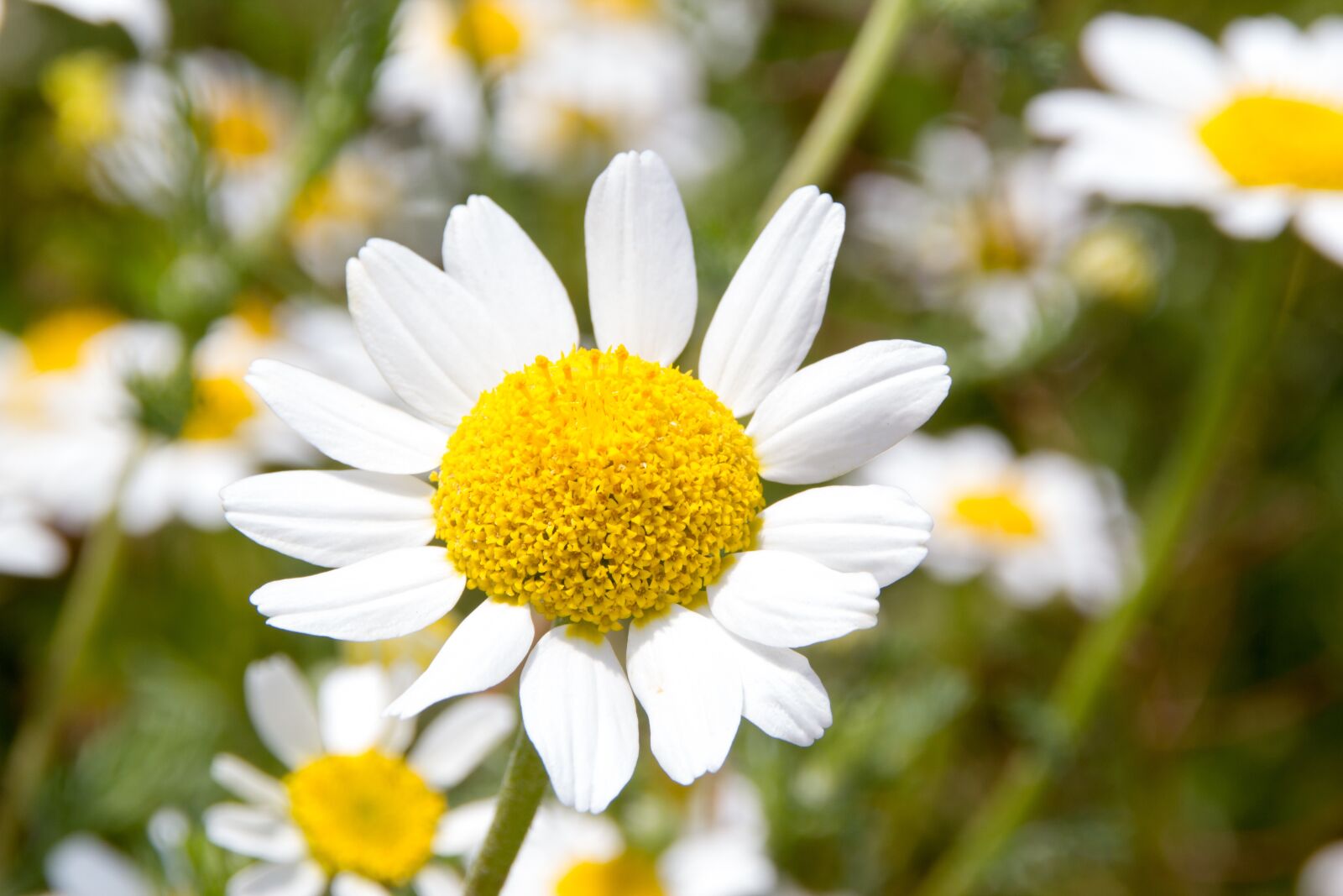 Canon EOS 550D (EOS Rebel T2i / EOS Kiss X4) sample photo. Daisy, flower, flowers photography