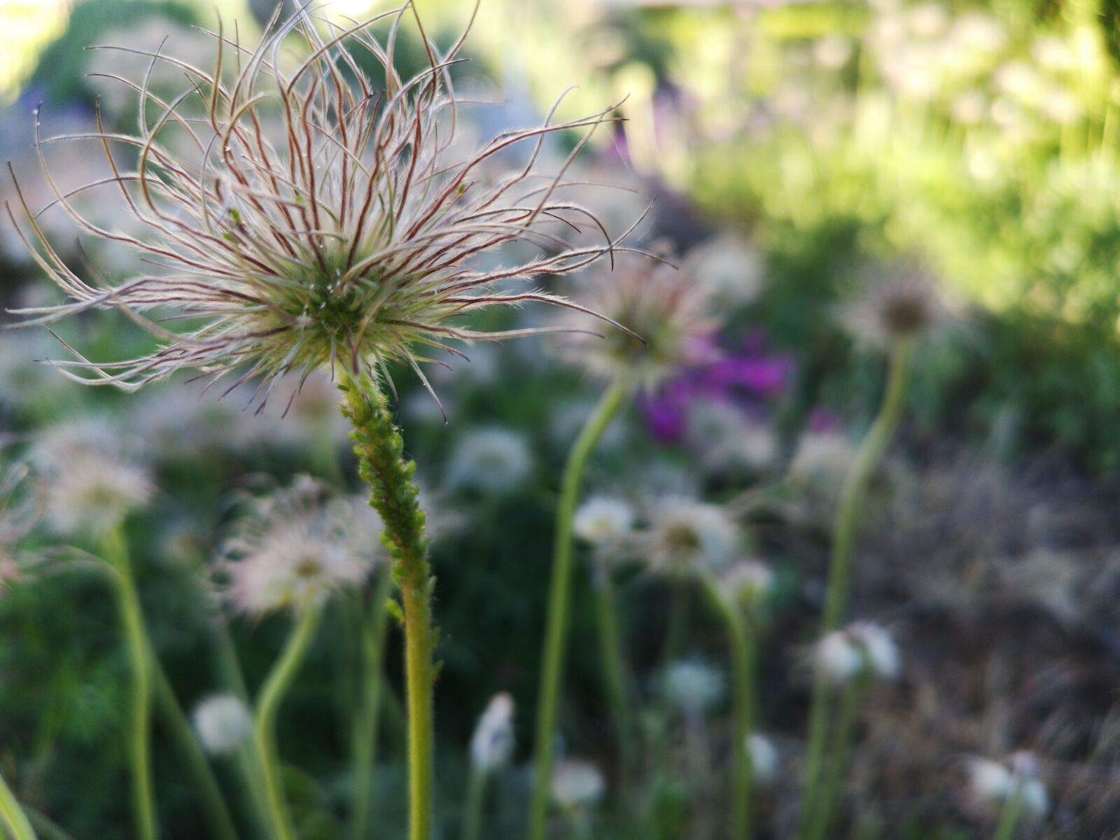 HUAWEI CLT-L29 sample photo. Pasqueflower, seeds, nature photography