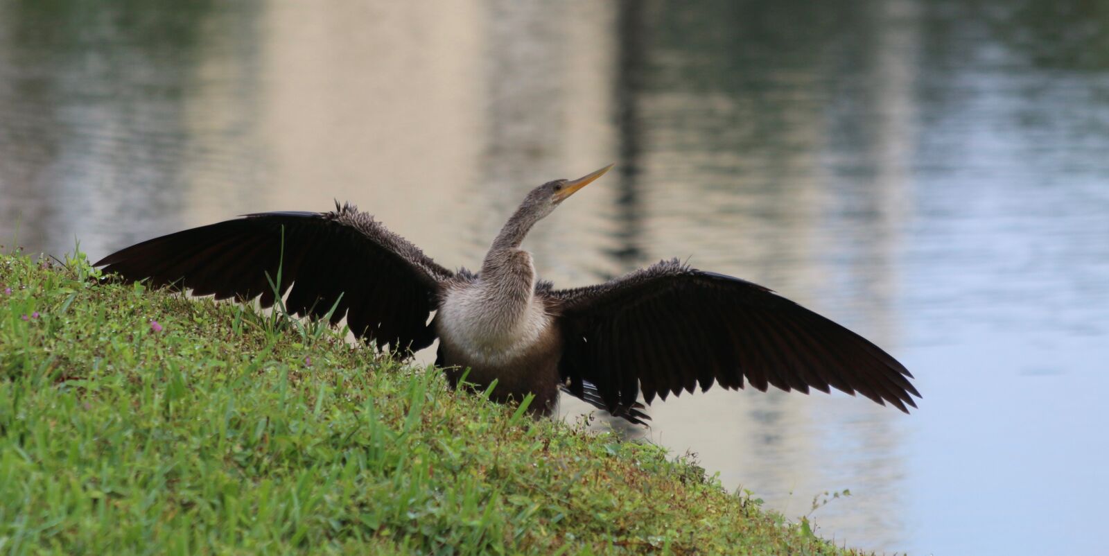 Canon EF 70-300mm F4-5.6 IS USM sample photo. Bird, wings, nature photography