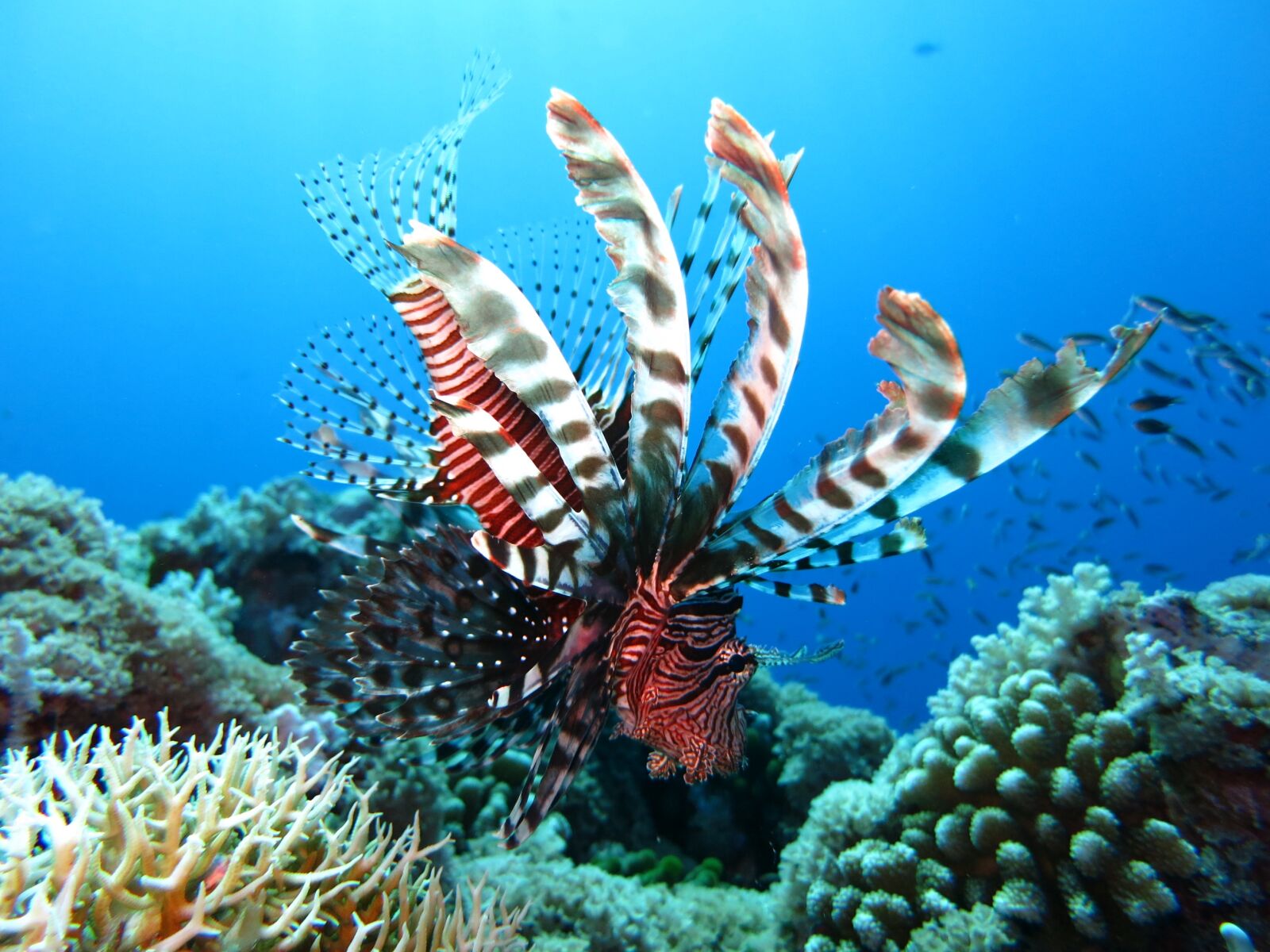 Canon PowerShot S110 sample photo. Lionfish, scuba diving, underwater photography