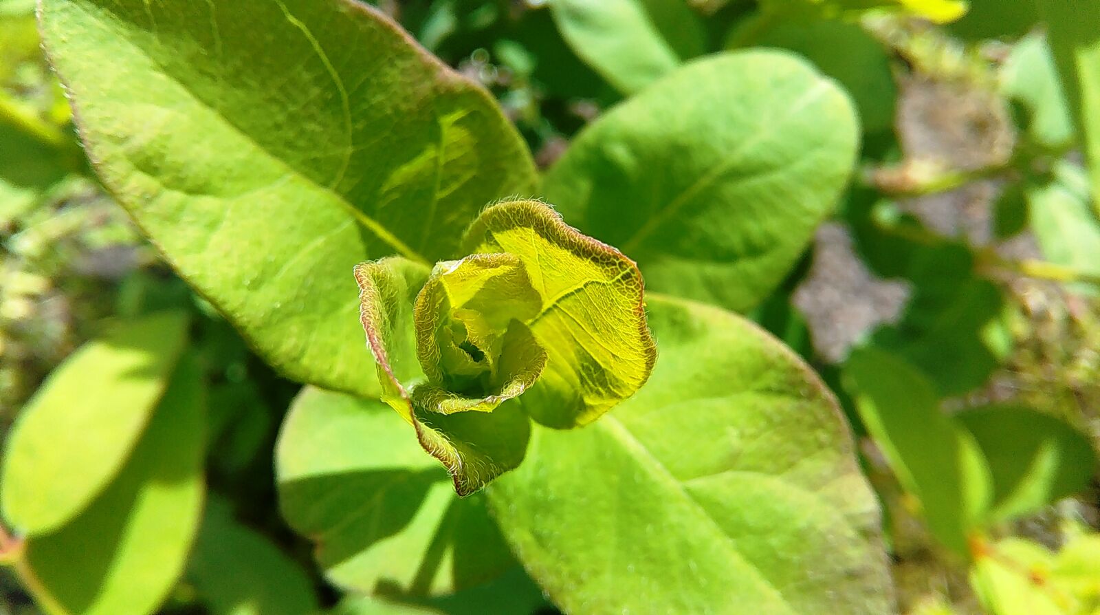 HTC DESIRE 620 sample photo. Green, plant, sunny photography