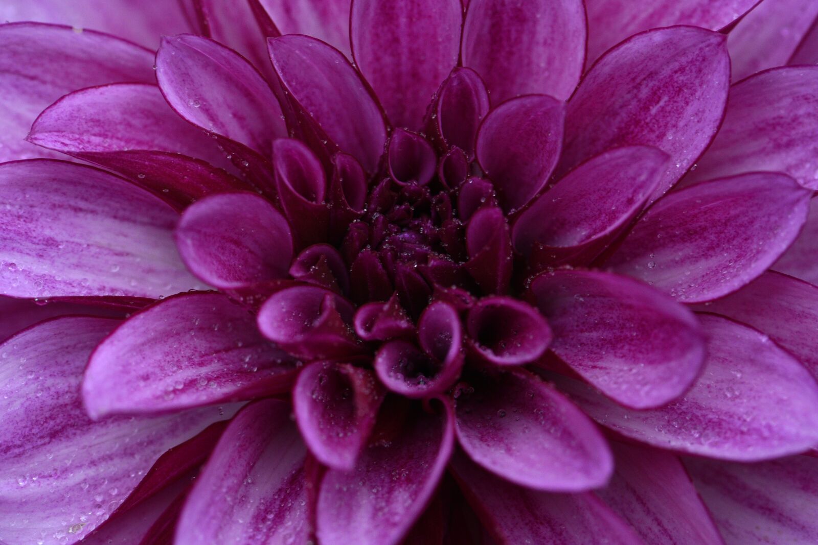 Nikon D750 sample photo. Dahlia, flower, purple photography