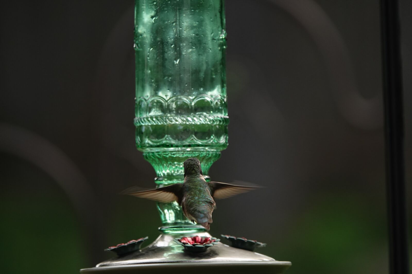 Sony Cyber-shot DSC-RX10 IV sample photo. Hummingbird, nature, bird photography