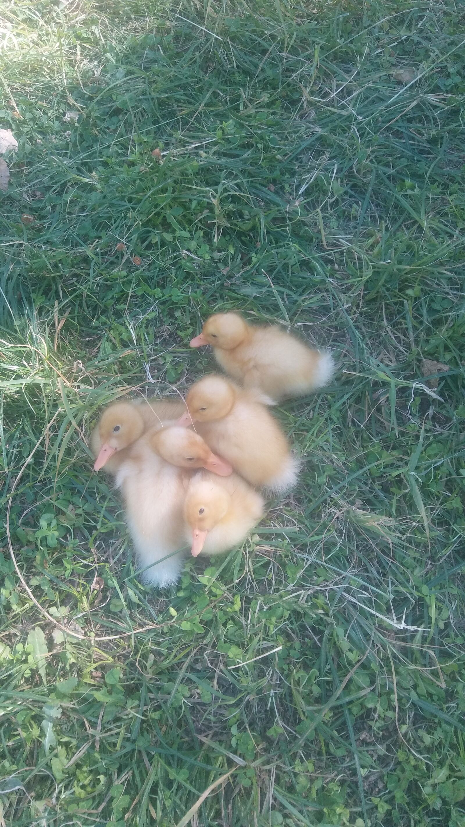 LG K520 sample photo. Five buddy, duck, duckling photography