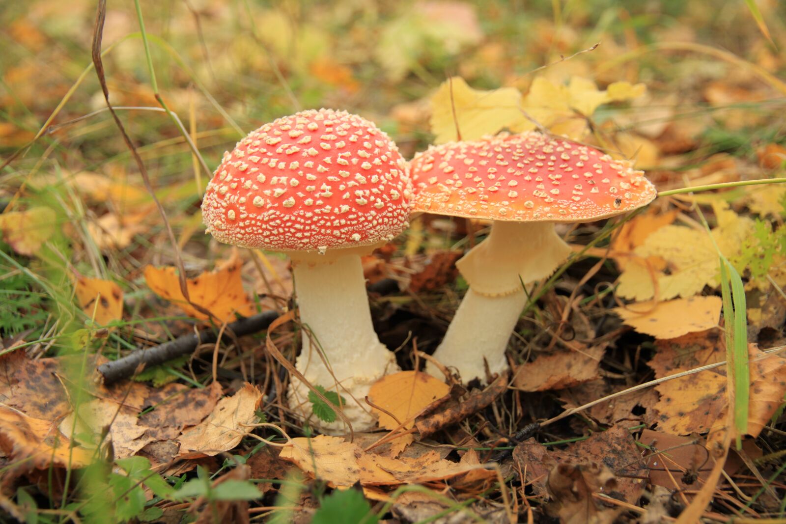 Canon EOS 500D (EOS Rebel T1i / EOS Kiss X3) sample photo. Amanita, mushroom, forests photography