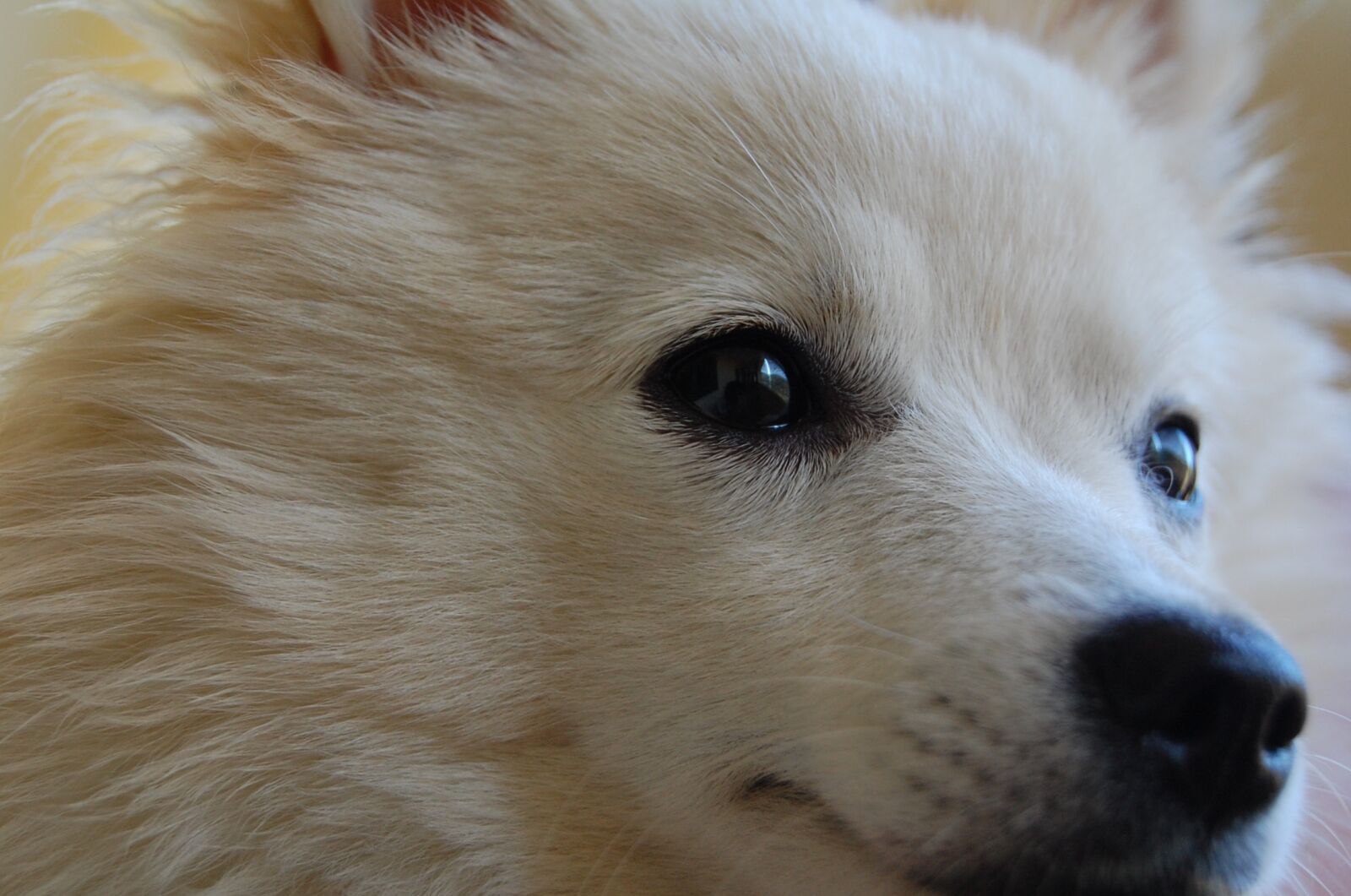 Nikon D40 sample photo. Dog, white, laying photography