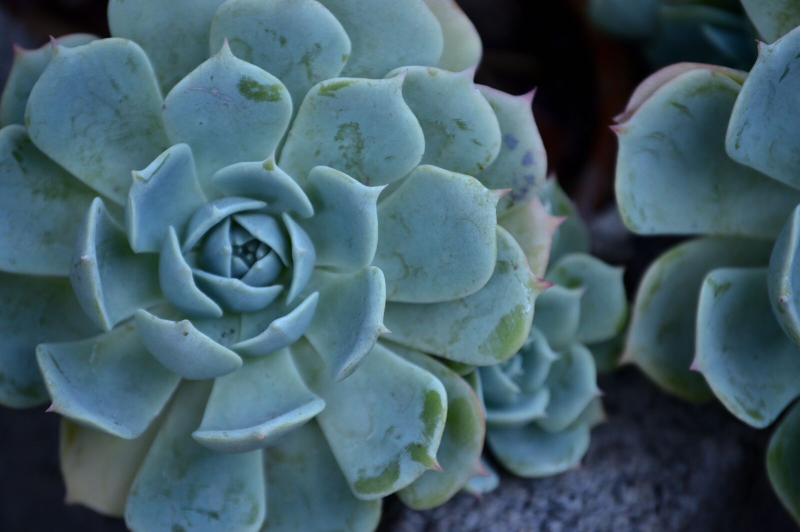 Nikon D3200 sample photo. Nature, plant, cactus photography