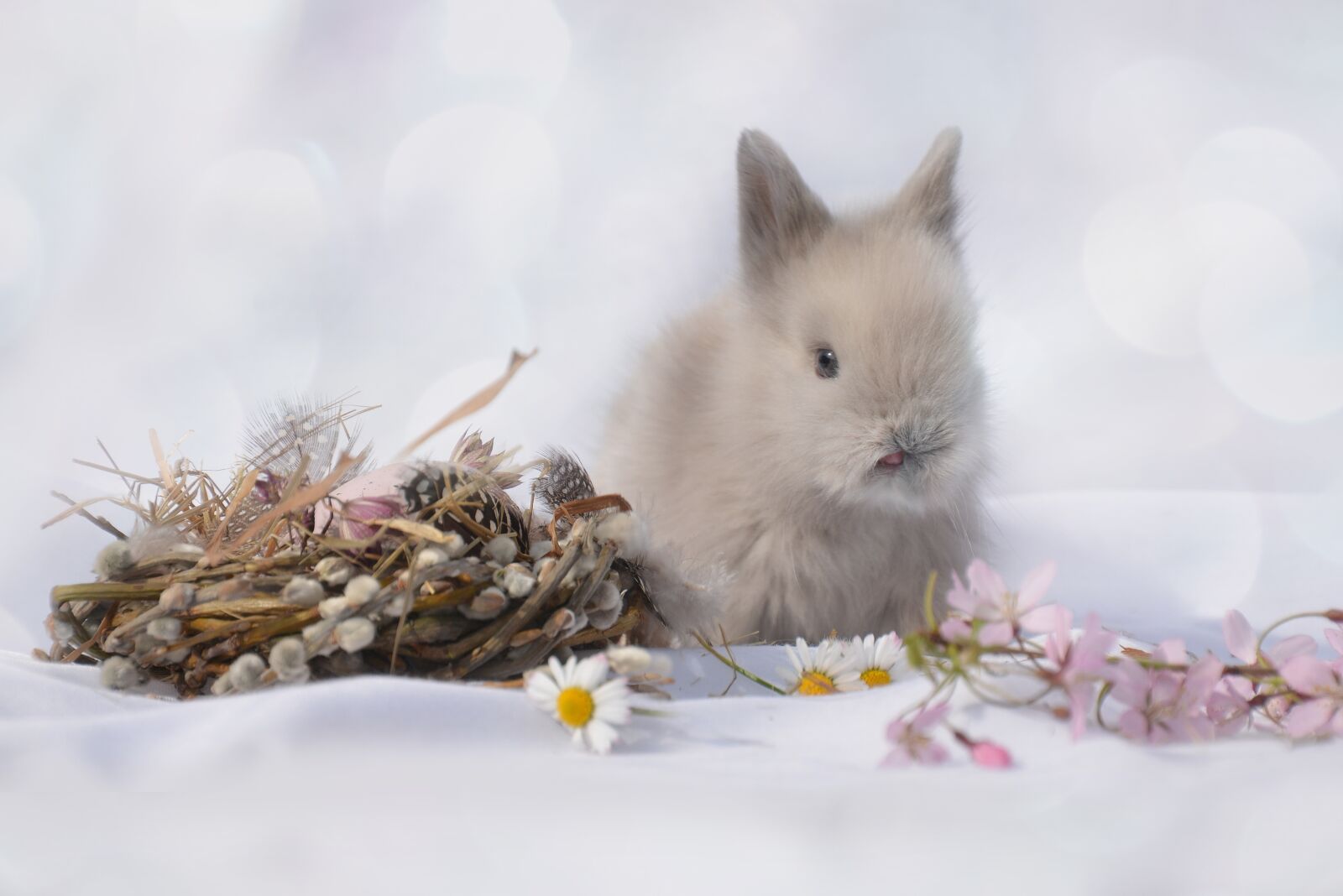 Nikon D7100 sample photo. Zerghase, hare, animal photography